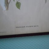 Printed "trogon temnurus" by J- E. Gould 1804-1881 printed by c.hullmandel (1789/1850)