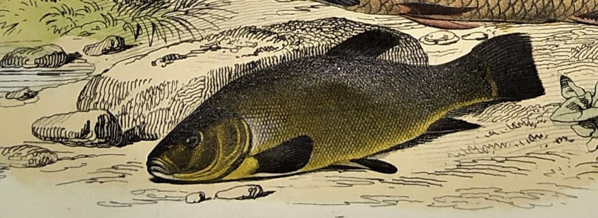 Original zoological plate of 1839 " le barbeau, la carpe,.....