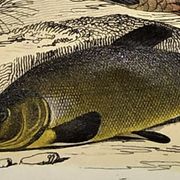 Original zoological plate of 1839 " le barbeau, la carpe,.....