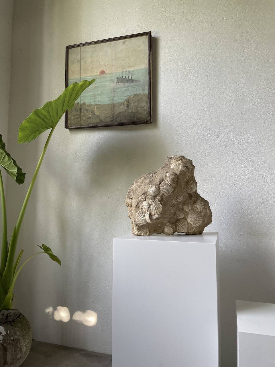 Fossil sedimentary rock and shell