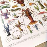 Poster on crustaceans, after a 1928 lithograph