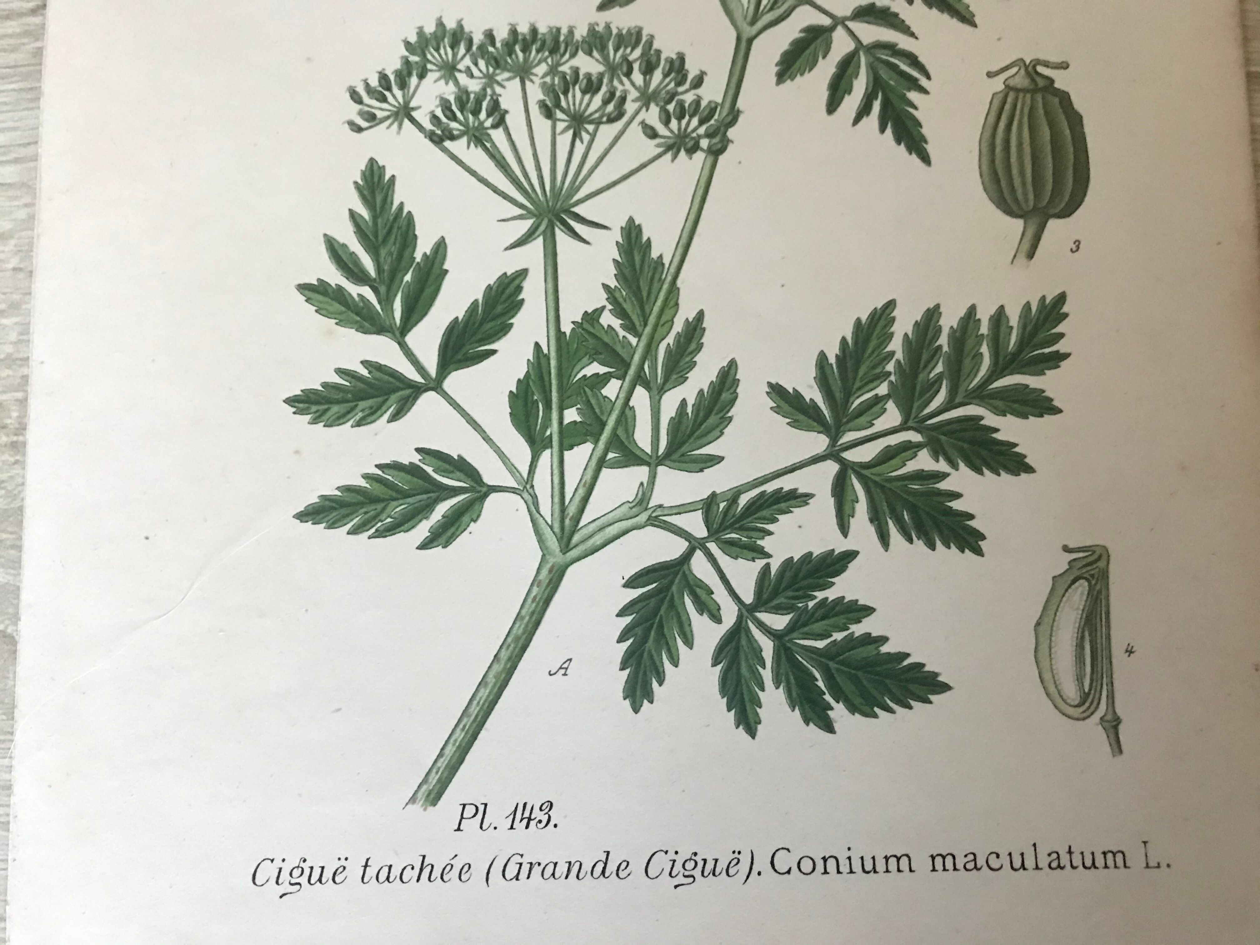 Ancient botanical boards