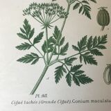 Ancient botanical boards