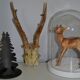 Hunting trophy
