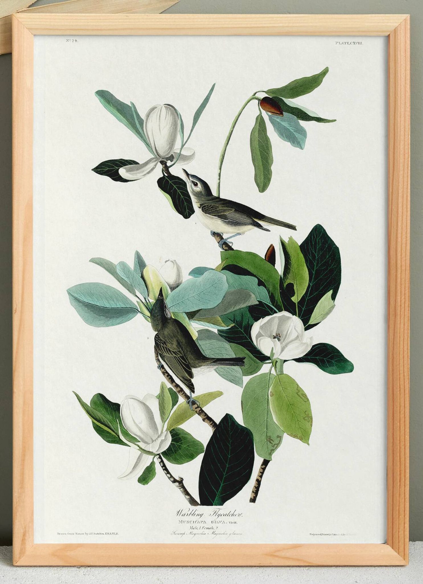 Poster about the red-eyed Vireo, based on an old engraving from 1827.