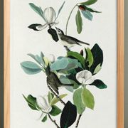 Poster about the red-eyed Vireo, based on an old engraving from 1827.