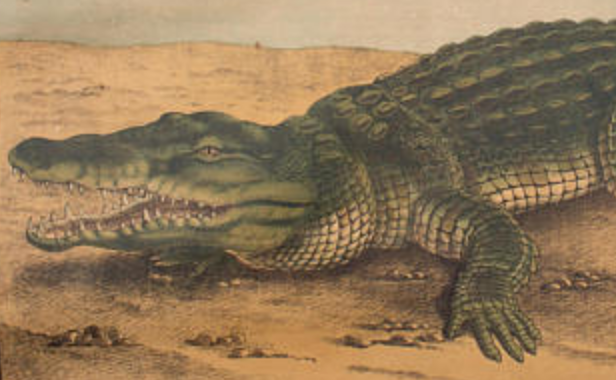 Poster C. C. Meinhold & Söhne Dresden in 1891