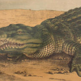 Affiche C. C. Meinhold & Söhne Dresde en 1891