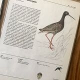 Bird illustrations