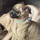 Paire de chromolithographies chiens et chats, 19ème siècle