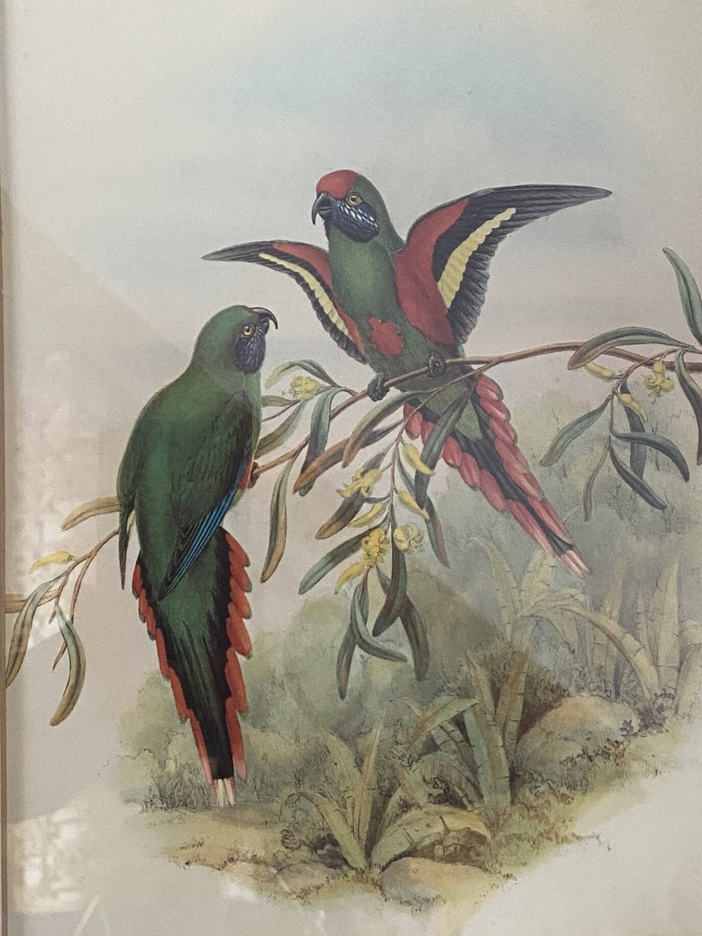 Old poster of birds in its original frame