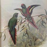 Old poster of birds in its original frame