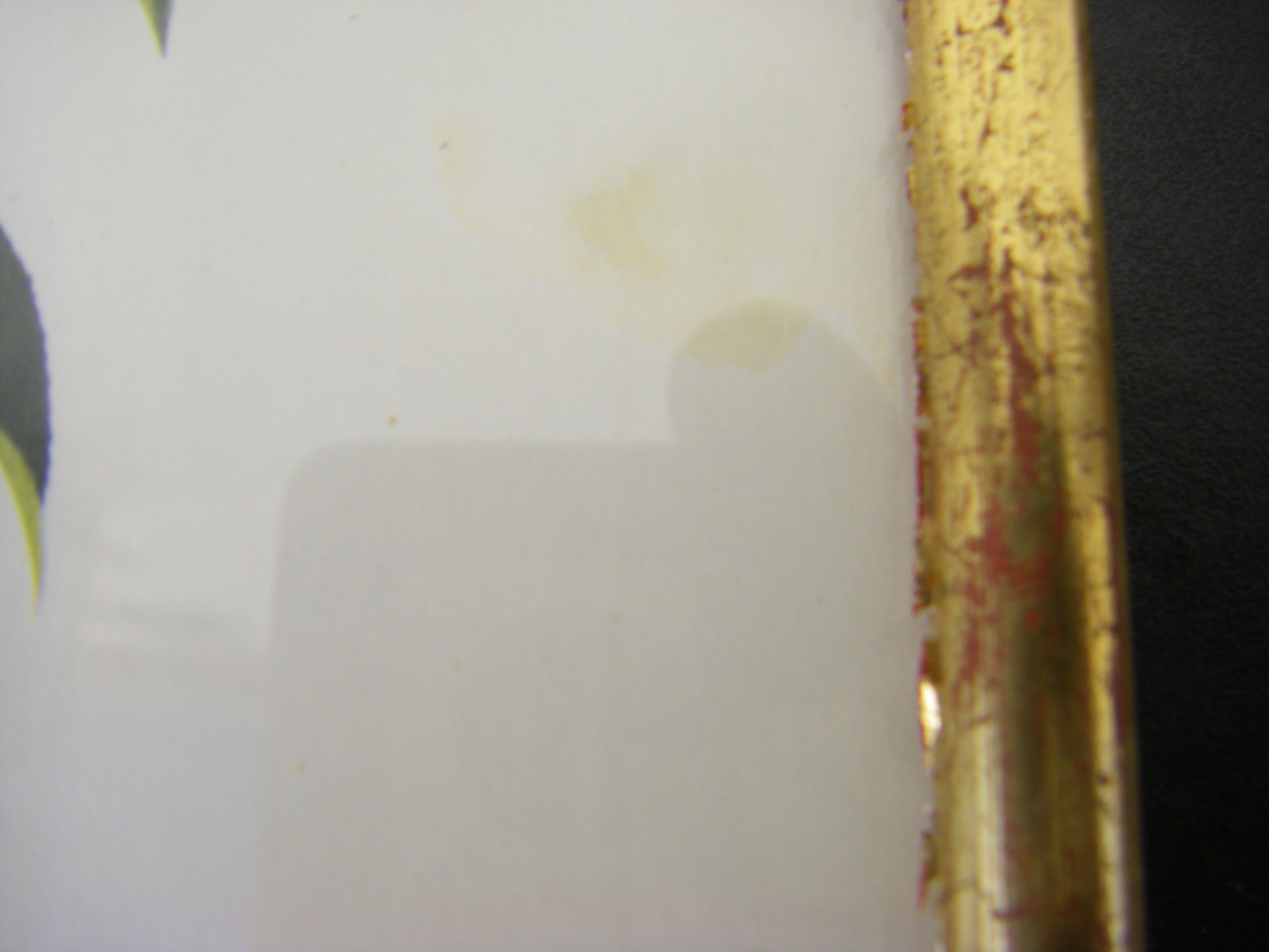 Pair of wall decorations of flowers "camellia"