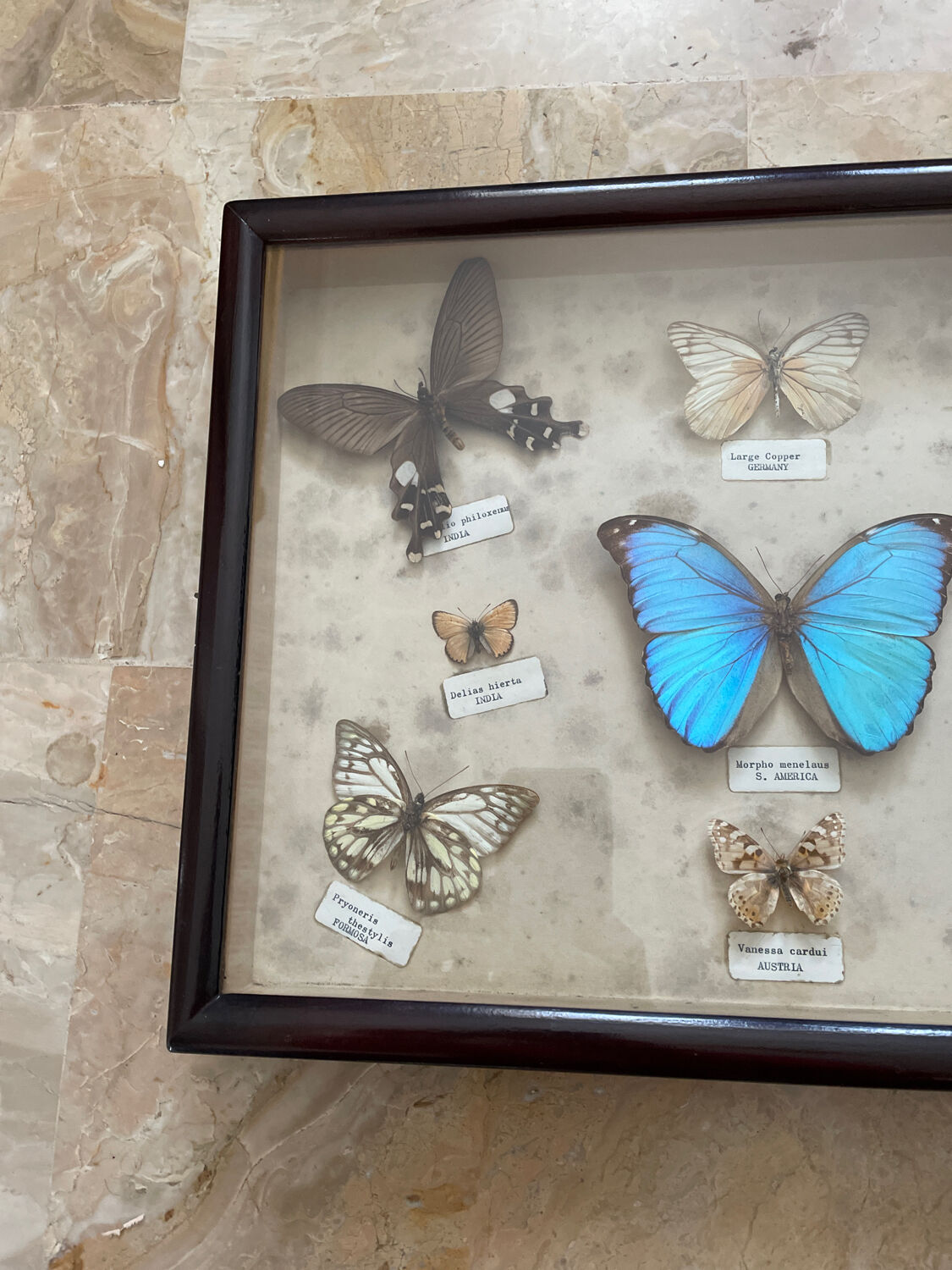 Butterfly framework naturalist entomology
