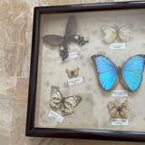 Butterfly framework naturalist entomology