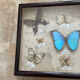 Butterfly framework naturalist entomology