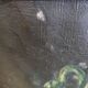 Huile sur toile nature et