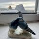 Oiseaux à la grise robe en porcelaine vintage
