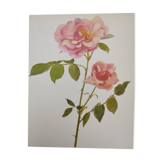 Planche botanique de rose