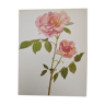 Planche botanique de rose