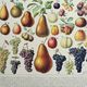 Old engraving 1928, Fruit of our regions, fruit harvest • Lithograph, original illustration