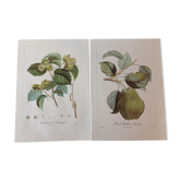 Botanic posters