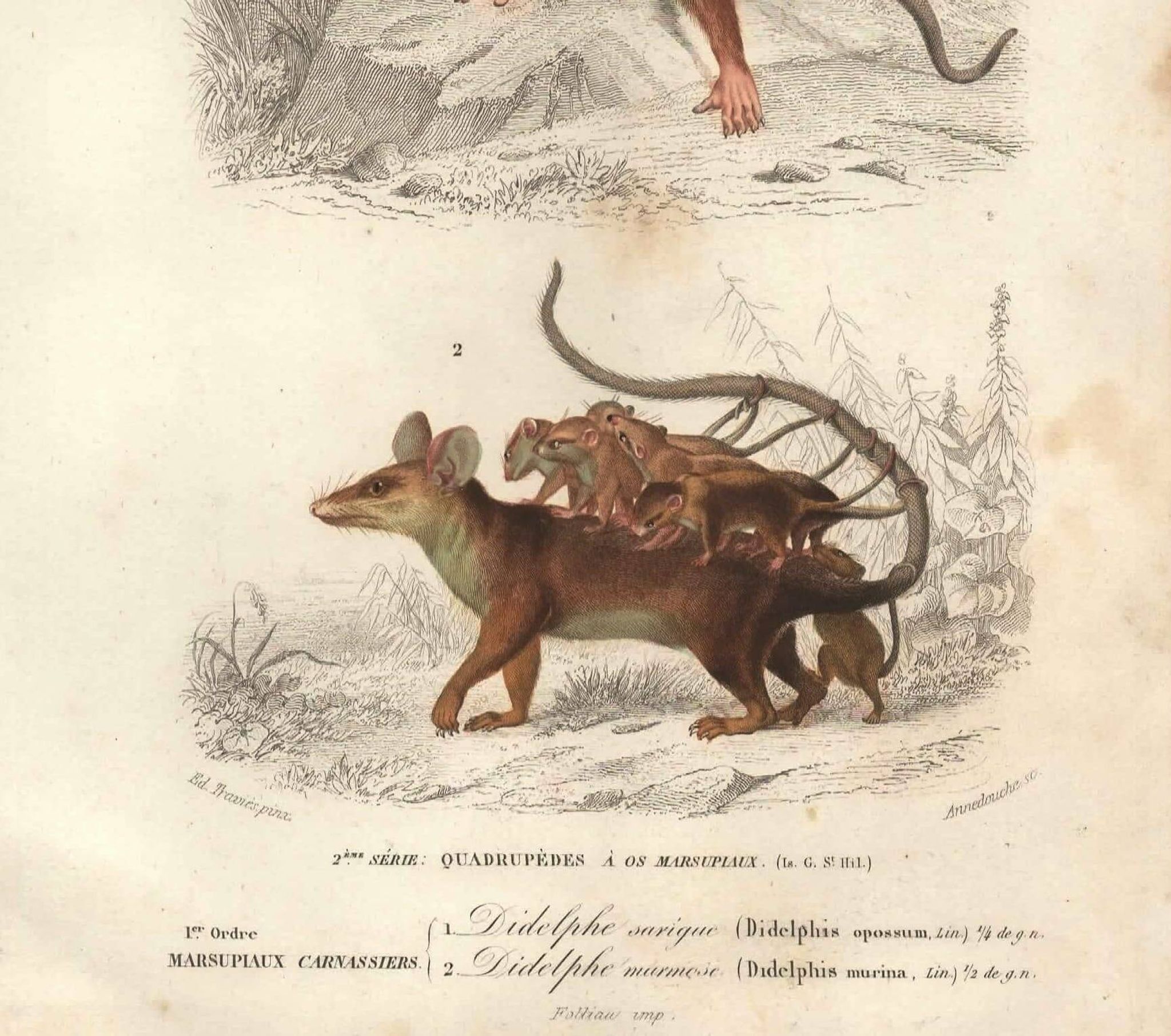 Gravure ancienne 1849 - Didelphe par , marsupial, nocturne, Amérique