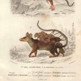 Gravure ancienne 1849 - Didelphe par , marsupial, nocturne, Amérique
