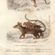 Antique engraving, 1849 - Didelphus, marsupial, nocturnal, America