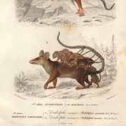 Gravure ancienne 1849 - Didelphe par , marsupial, nocturne, Amérique