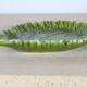 Ceramic dish cabbage leaf-shape