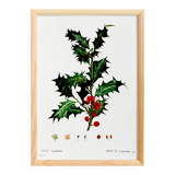 Poster about holly, after an engraving from 1802