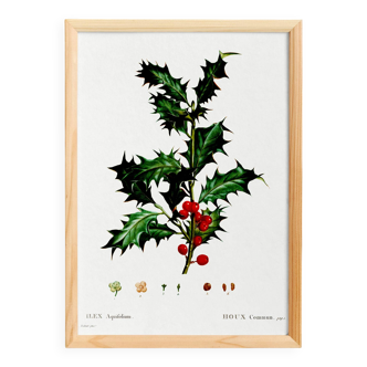 Poster about holly, after an engraving from 1802