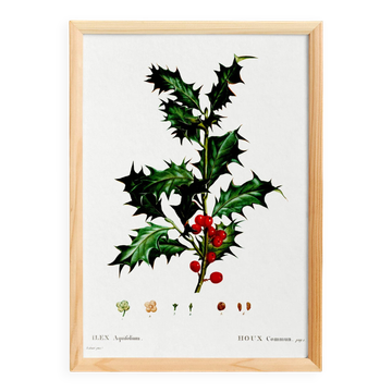 Poster about holly, after an engraving from 1802