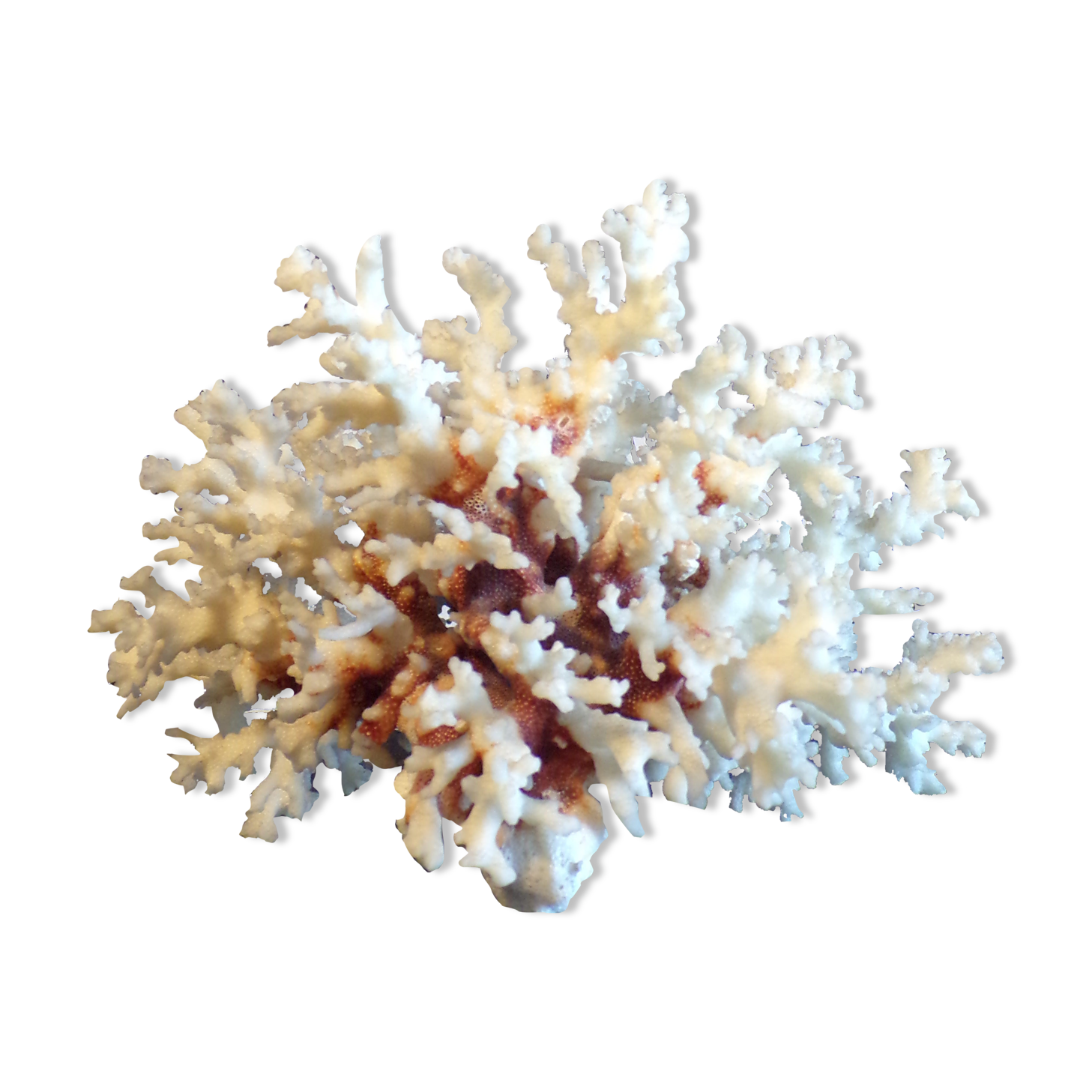 White coral