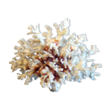 White coral