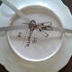 Quimper Decorative Plate
