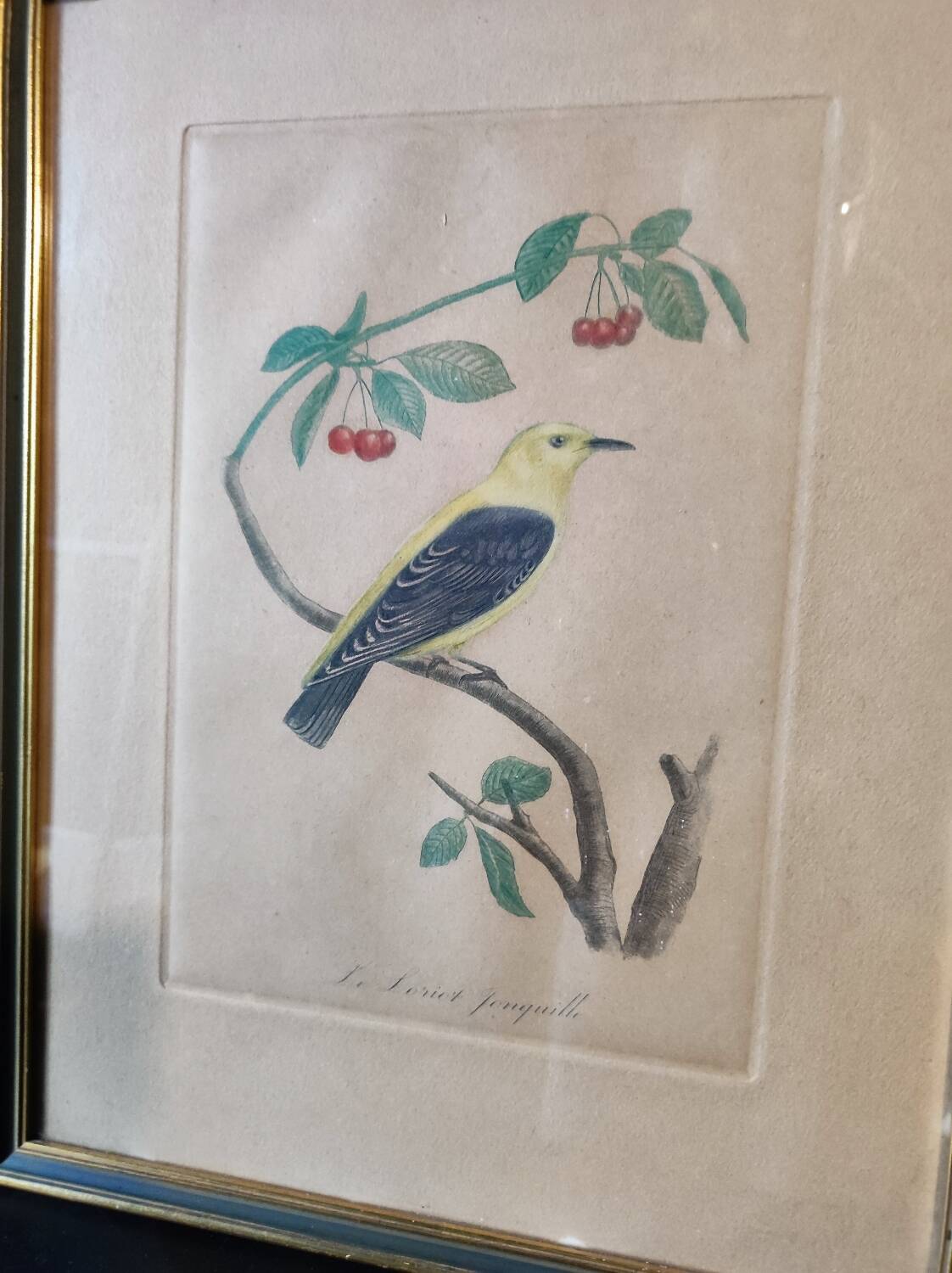 Colorized engraving, Loriot Jonquille, 19th century