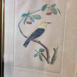 Gravure colorisée, Loriot Jonquille, 19e