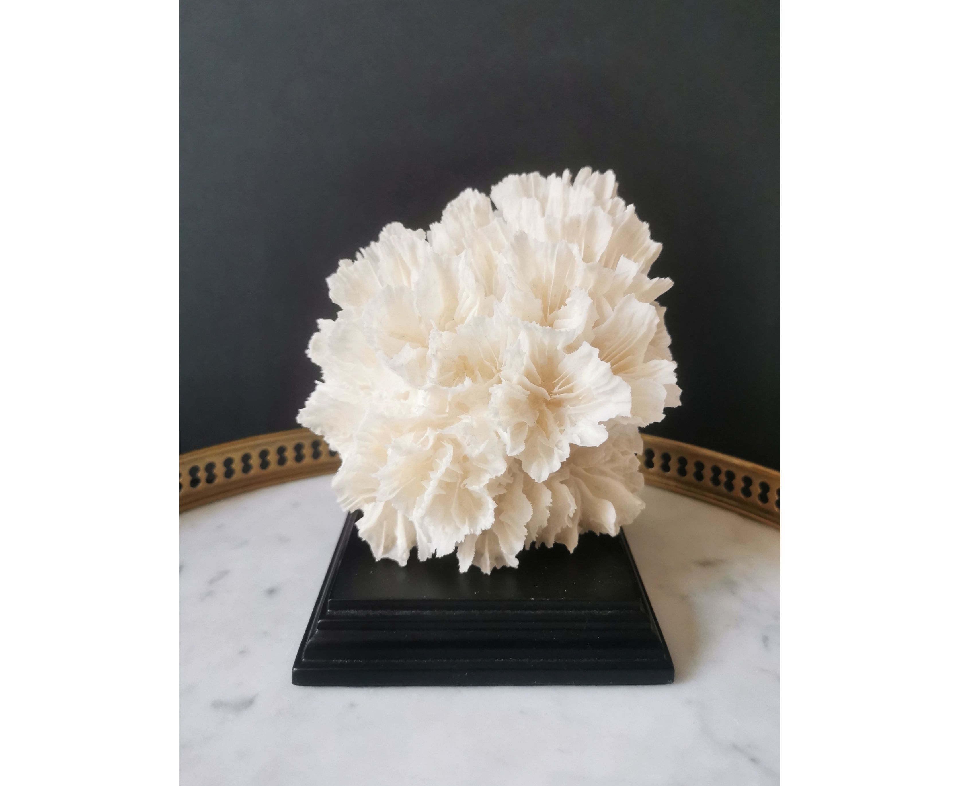 Old coral lace on black wood base. h. 12.5cm