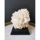 Old coral lace on black wood base. h. 12.5cm
