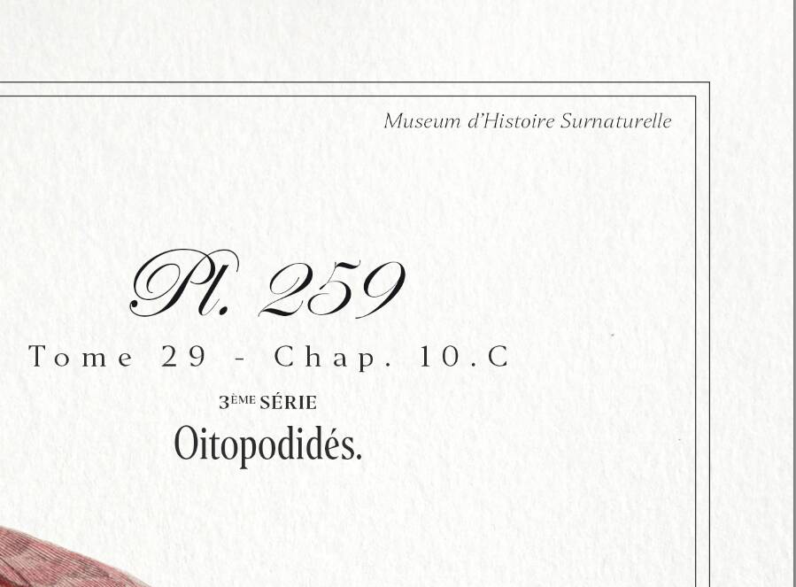 Chimera lithograph animal engraving - the pink flamoulpe