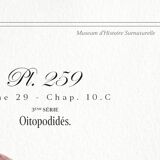 Chimera lithograph animal engraving - the pink flamoulpe