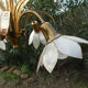 Brass chandelier and flowers in mother-of-pearl petals