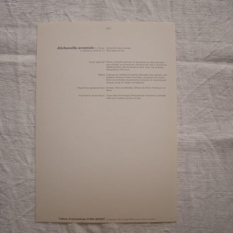 Botanical plate Alchemille