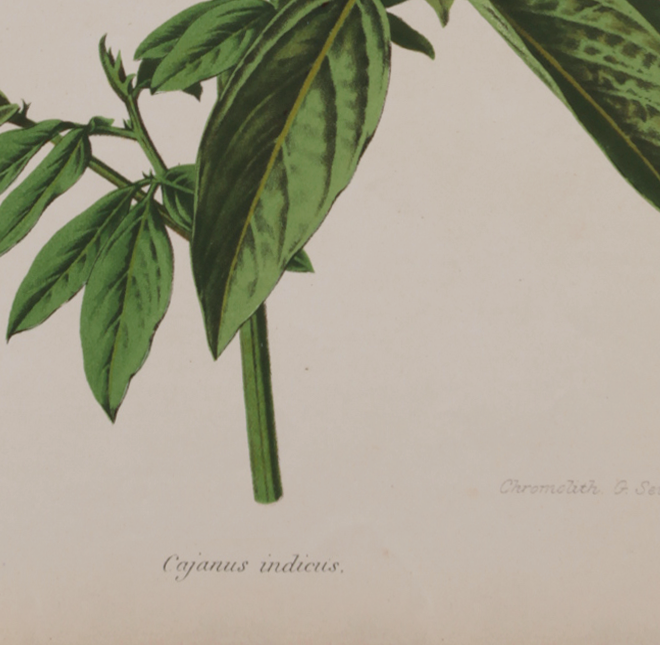 Lithography engraving plank vintage flowers - 1850