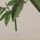 Lithography engraving plank vintage flowers - 1850