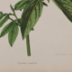 Lithographie gravure planche fleurs vintage - 1850