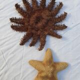 Lot de 6 étoiles de mer