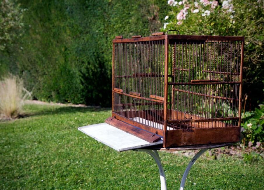 Wooden birdcage year 50